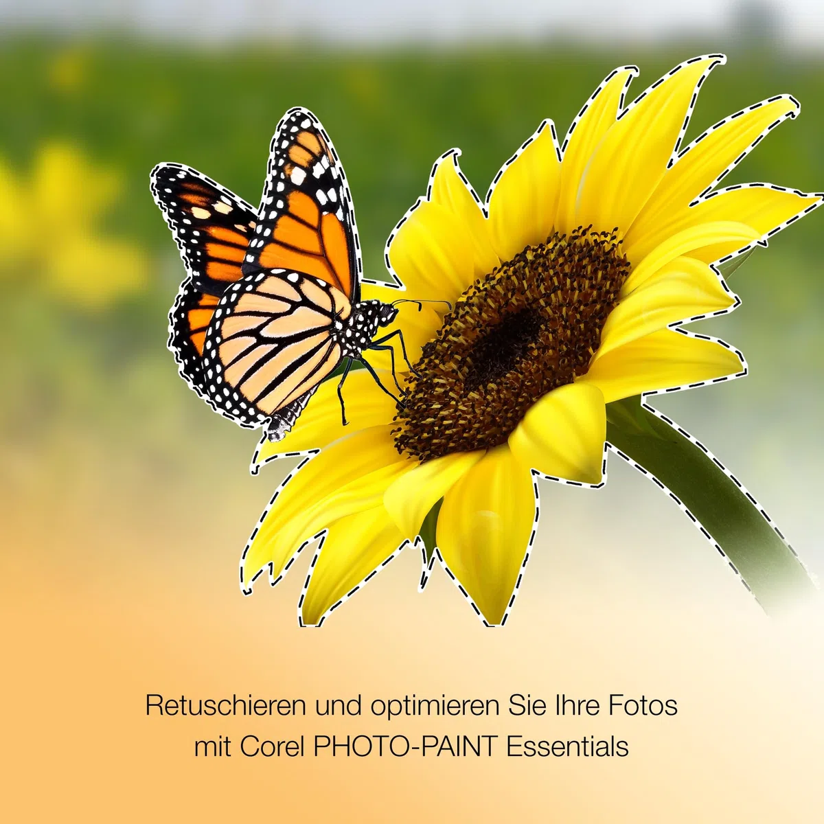 Corel CorelDRAW Essentials 2024, 1 Gerät